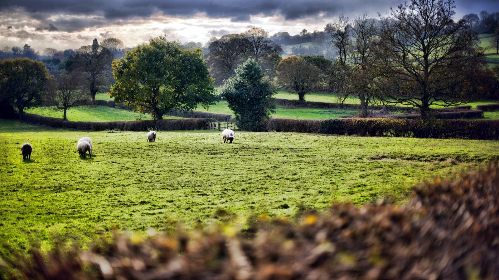 From Farm to Fork: Unleash the Power of Local and Fresh Delights to Boost Savings and Embrace Community Strength!